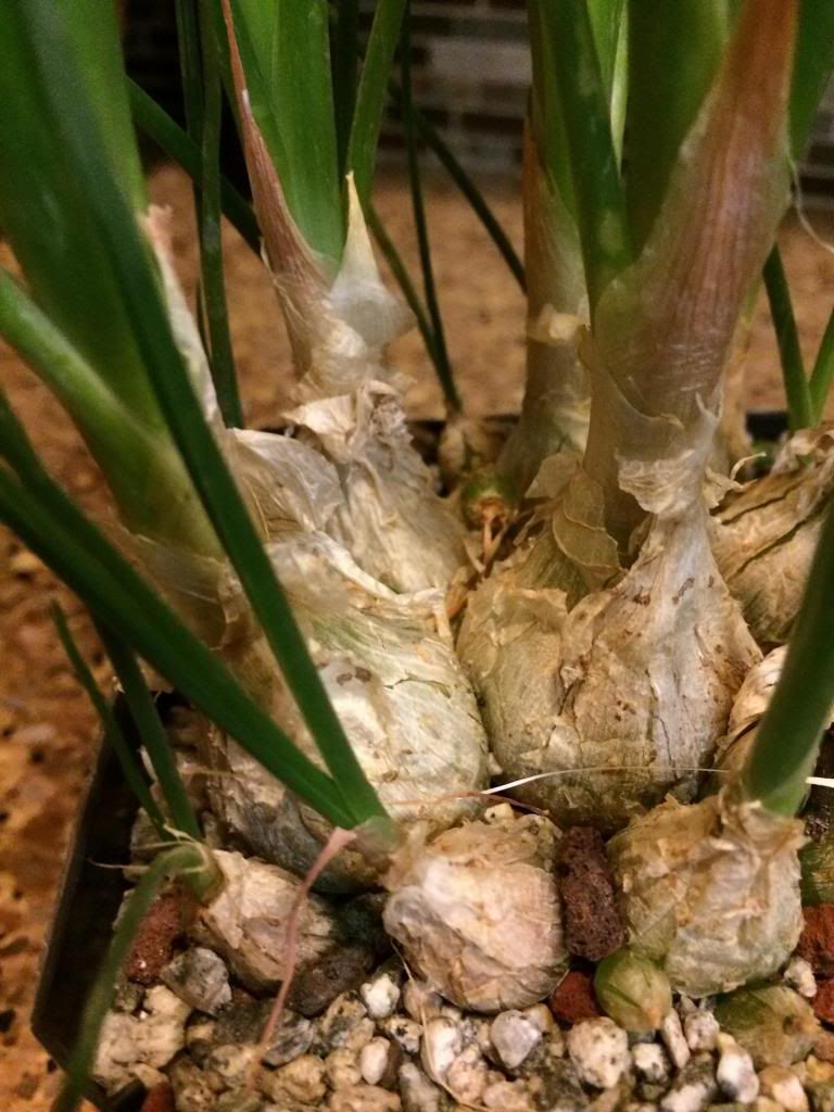 NEW 175 SUCCULENT ONION PLANT succulent plants